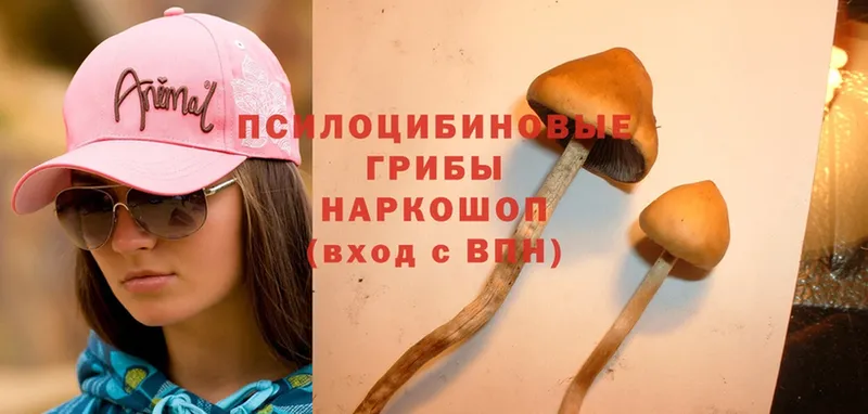 дарнет шоп  Североуральск  Псилоцибиновые грибы Psilocybine cubensis 